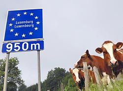 Steuerosaen Bankgeheimnis  Steuervergehen Finanzportal Biallo.at