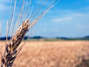 Nahrungsmittel-Brot-Getreide-Treibstoff-Europäische Union-EU-Verbot-Strafsteuer