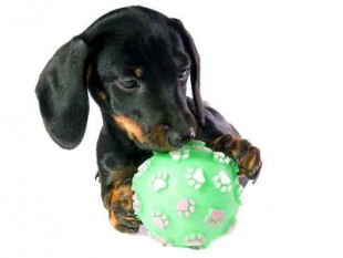 Vierbeiner-Vorsorge Neuartige „Pensionsvorsorge“ für Tiere Finantportal Biallo.at
